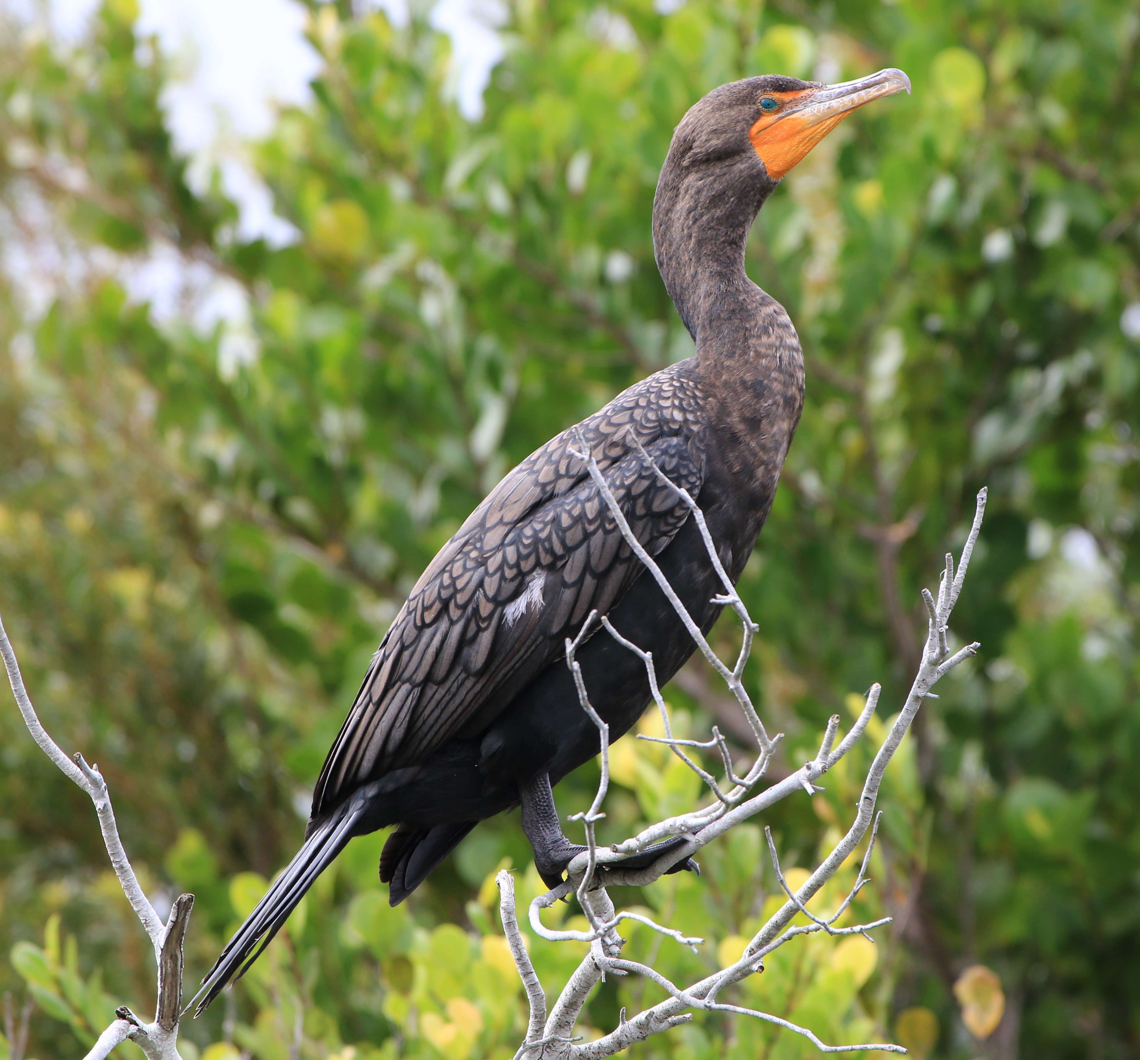 A cormorant